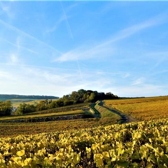 JACQUES SONNETTE Champagne JACQUES SONNETTE Champagne