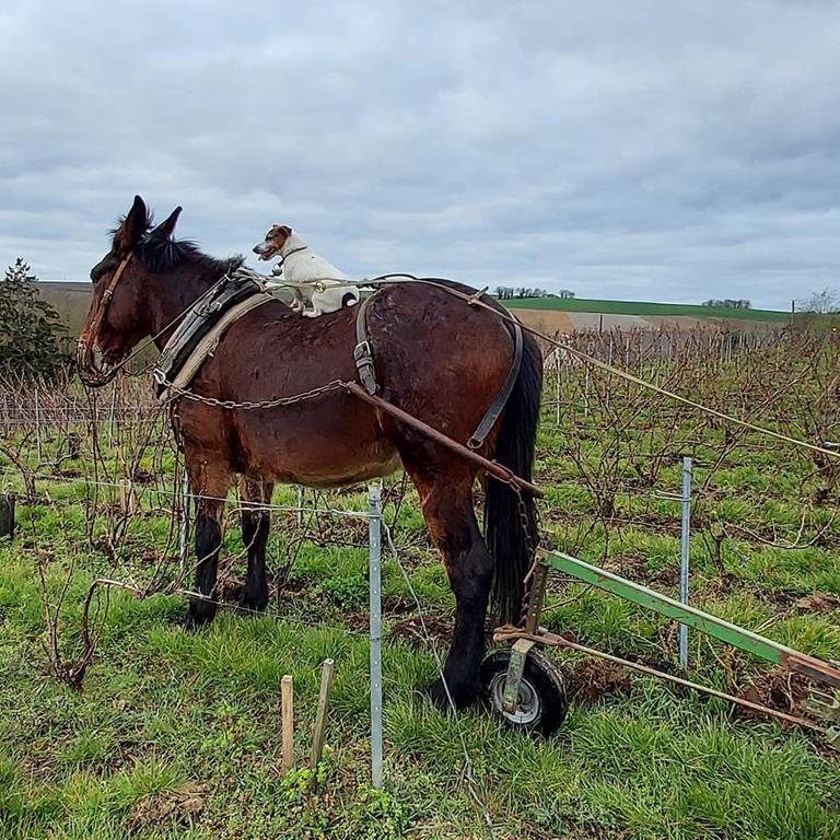 LEGUILLETTE ROMELOT Champagne-Oenotourisme - CHARLY SUR MARNE