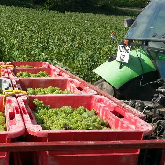LEGUILLETTE ROMELOT Champagne-Oenotourisme - CHARLY SUR MARNE