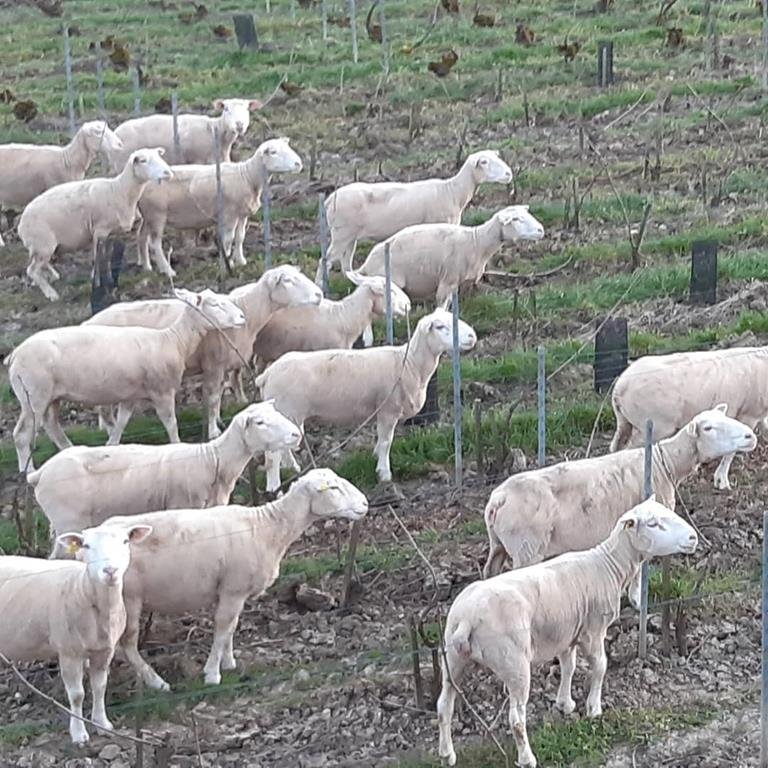 LEGUILLETTE ROMELOT Champagne-Oenotourisme - CHARLY SUR MARNE