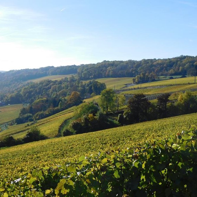 JACQUES SONNETTE Champagne JACQUES SONNETTE Champagne