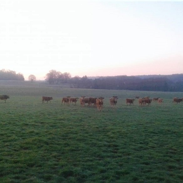 L'AUBRAC DE LA BOULOY - VIELS MAISONS L'AUBRAC DE LA BOULOY - VIELS MAISONS