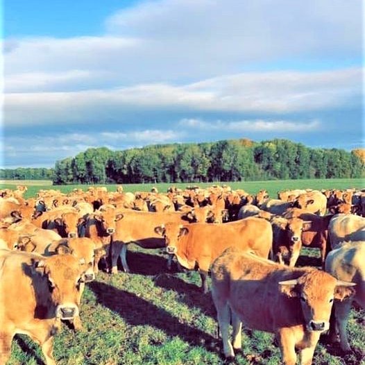L'AUBRAC DE LA BOULOY - VIELS MAISONS L'AUBRAC DE LA BOULOY - VIELS MAISONS
